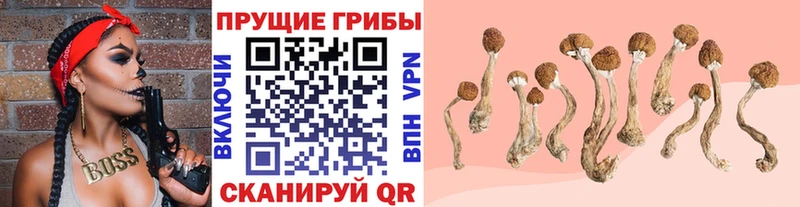 Псилоцибиновые грибы Psilocybe  Купить  Вилюйск 